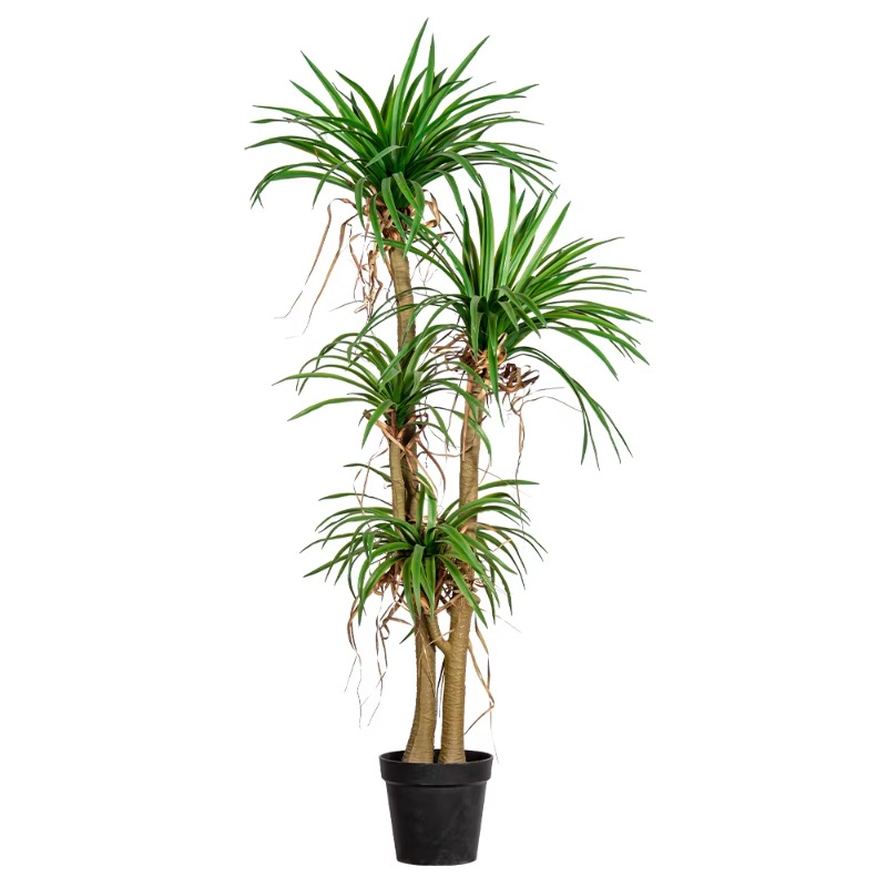 Tanaman Hias Buatan Dracaena M - Dracaena Marginata ulasan dan harga