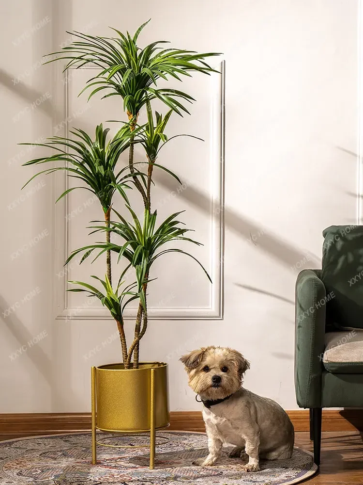 Simulasi Pohon Dracaena Margin - Dracaena Marginata ulasan dan harga
