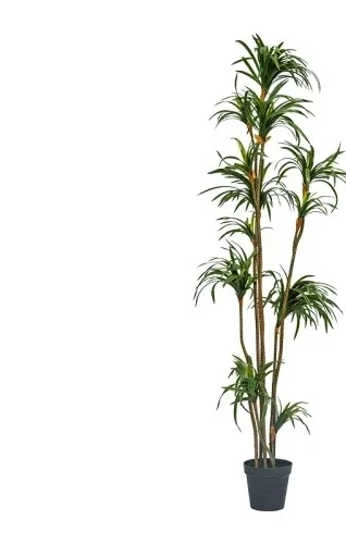 Simulasi Dracaena Dracaena Mar - Dracaena Marginata ulasan dan harga