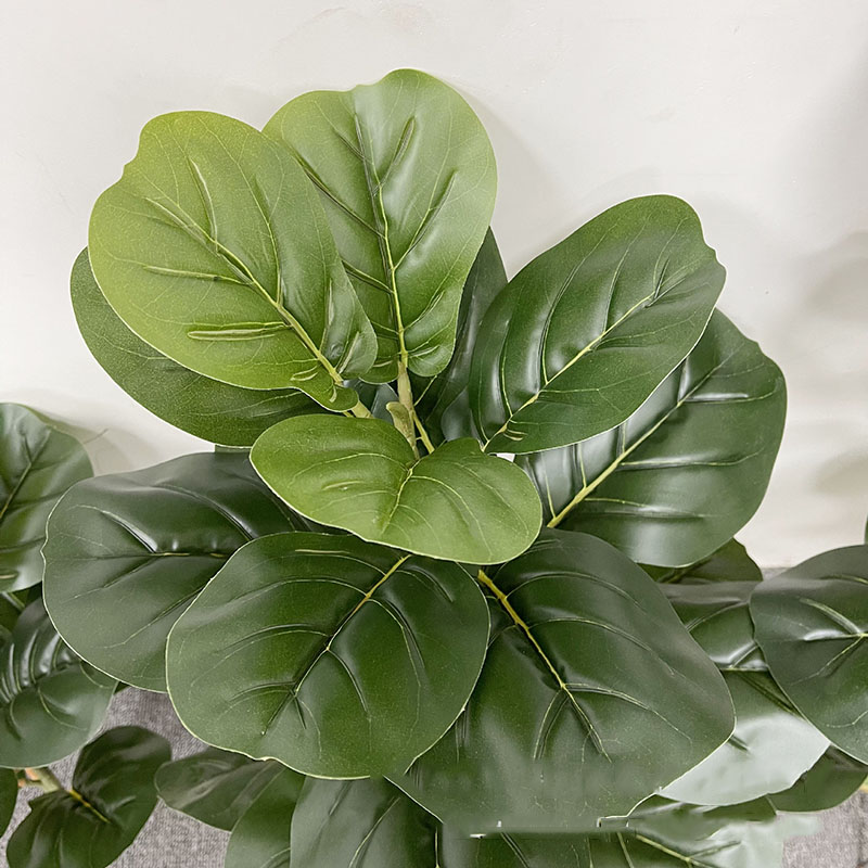Tanaman pohon Ficus besar 59in - Ficus Lyrata Tree ulasan dan harga