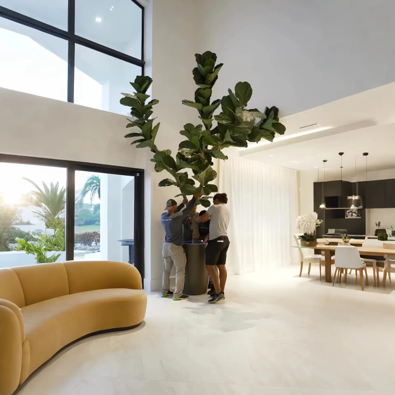 Tanaman Buatan Tanaman Pot Dal - Ficus Lyrata Tree ulasan dan harga