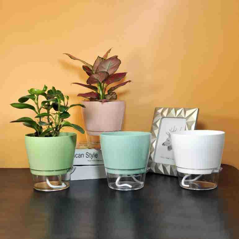 Bunga malas dengan lubang drai - Aloe Vera Pot ulasan dan harga