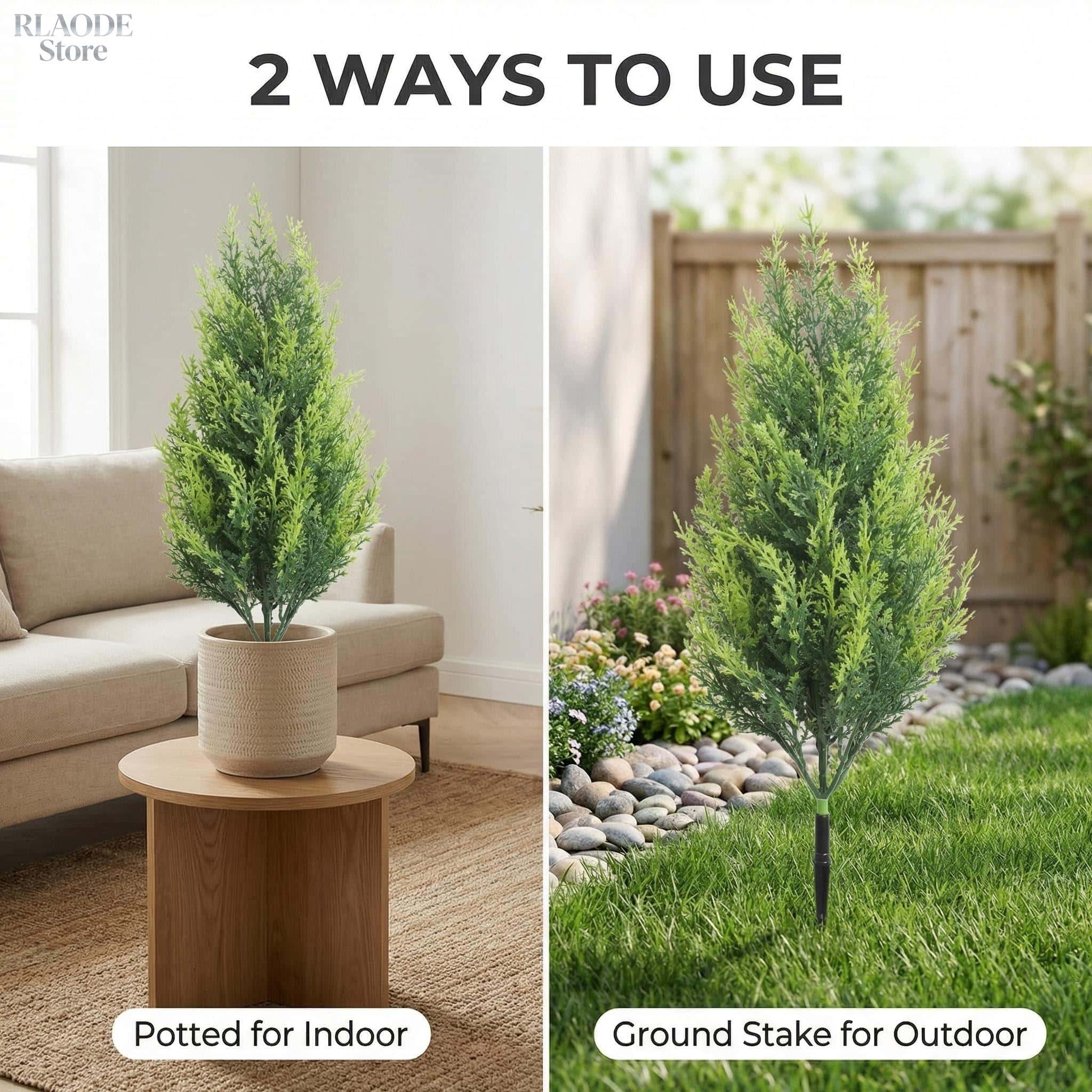 2PCS Pohon Cypress & Pakis Pal - Dracaena Marginata ulasan dan harga