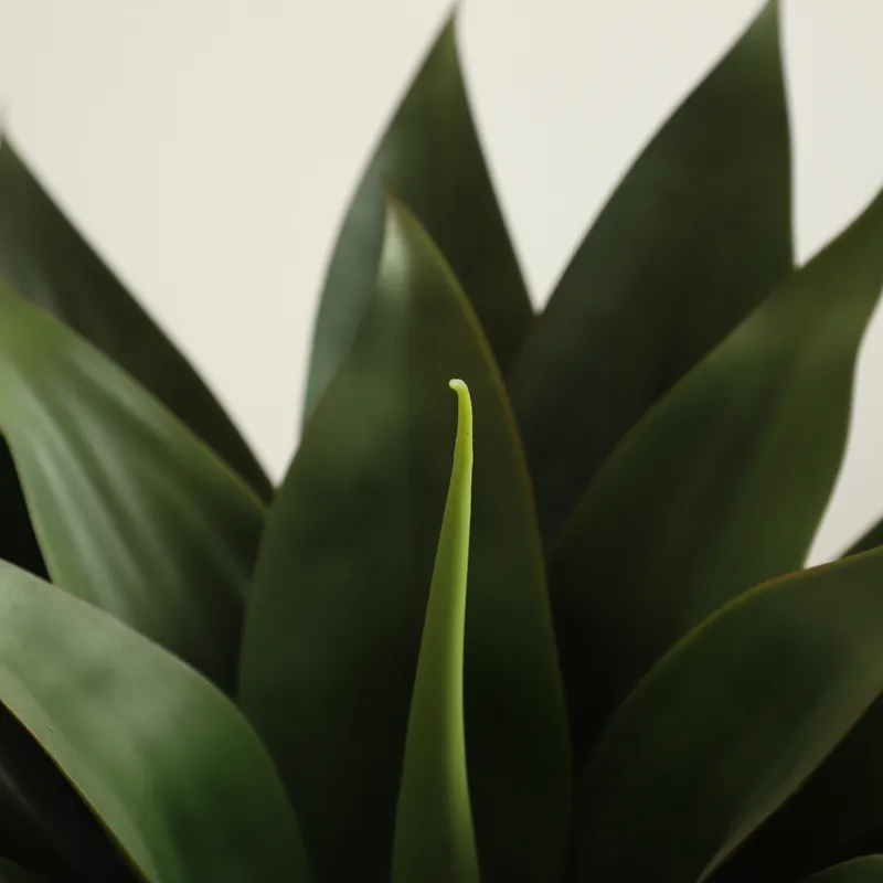 Tanaman Lidah Buaya Buatan dal - Aloe Vera Pot ulasan dan harga